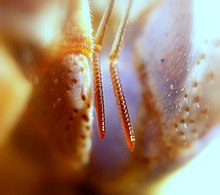 Hermit crab uses antennules bearing shingle-shaped aesthetascs to capture odours. Caribbean hermit crab Antennule.JPG