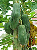 Carica papaya 14 7 2012.jpg