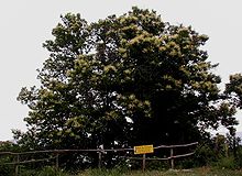 The Covin Trysting Sweet Chestnut tree at Bemersyde Castanea-sativa.JPG