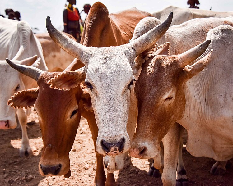 File:Cattle Ears, Hamar Tribe, Ethiopia (21190730495).jpg