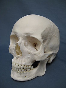 Kaŭkaza Human Skull.jpg