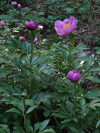 <i>Paeonia coriacea</i> Species of flowering plant