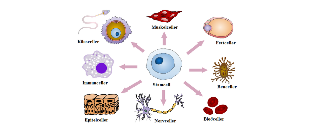 Celldifferentiering