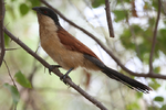 Miniatura para Centropus senegalensis