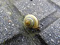 Cepaea nemoralis Caracol moro o rayado