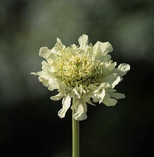 <i>Cephalaria alpina</i> species of plant