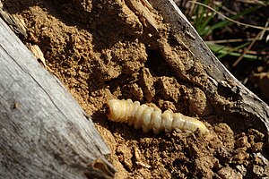 Cerambycidae larvae Cerambycidae larvae.jpg