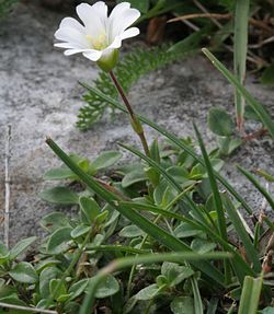 Cerastium alpinum ENBLA02.JPG