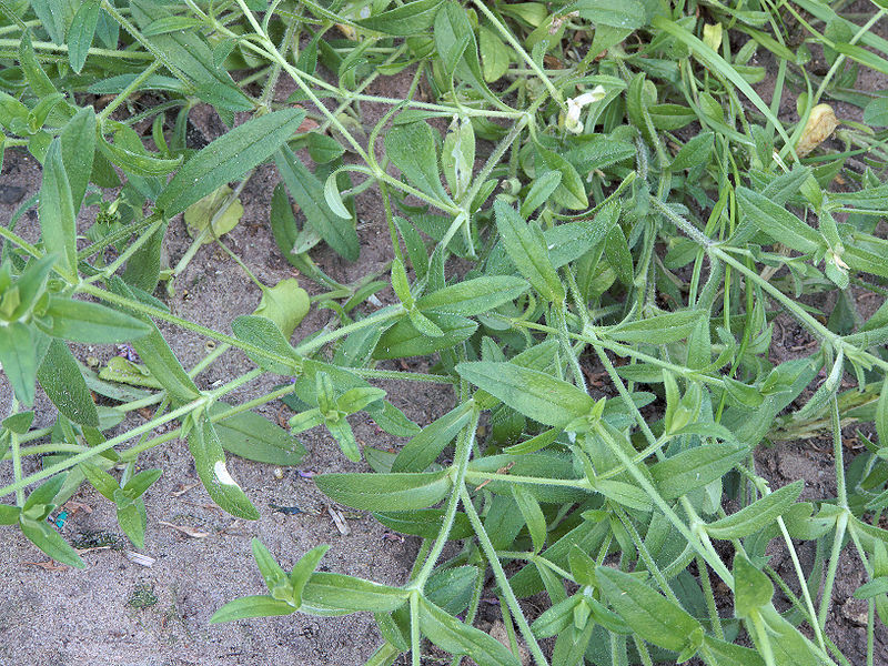 File:Cerastium fontanum subsp. vulgare, gewone hoornbloem stengels.jpg