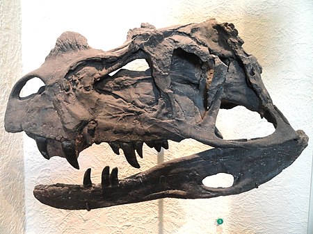 Tập_tin:Ceratosaurus_nasicornis_(cast)_-_AMNH_-_DSC06292.JPG