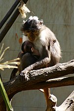 Thumbnail for White-naped mangabey