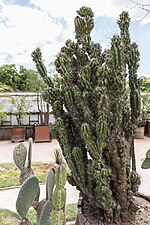 Vignette pour Cereus repandus