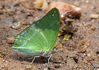 <i>Charaxes eupale</i> Species of butterfly