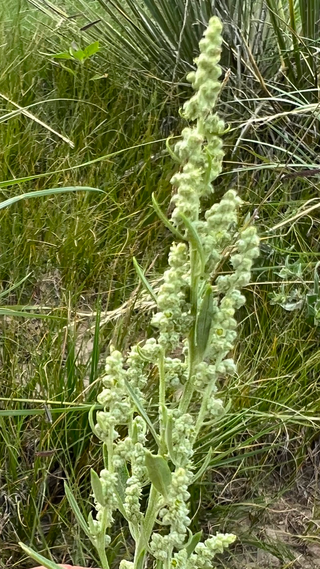 <i>Chenopodium desiccatum</i> Species of flowering plant