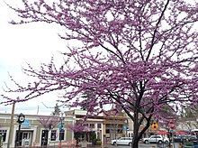 Cherry Blossoms bloom on Grant Street in Novato, California Cherry Blossoms bloom on Grant Street in Novato, California.jpg