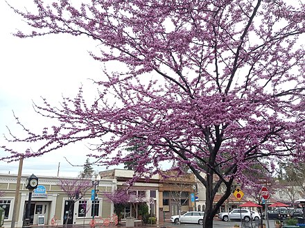 Cherry Blossoms bloom on Grant Street in Novato, California