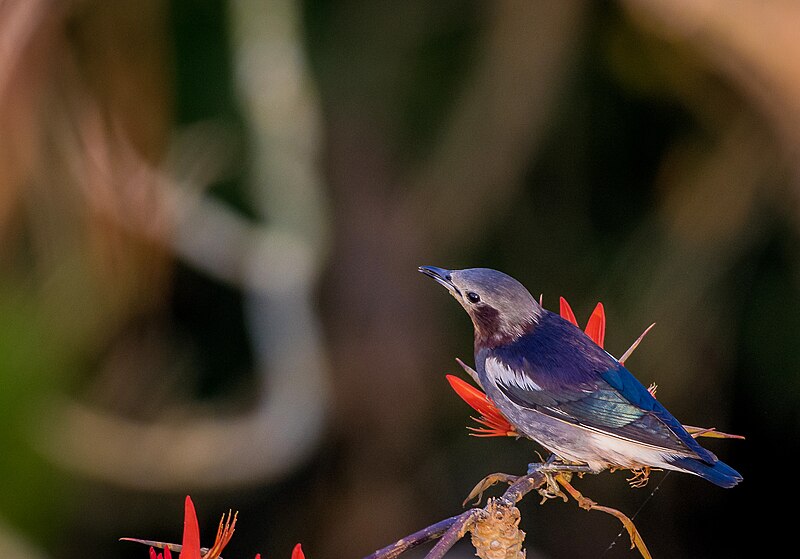 File:Chestnut-cheeked Starling ।.jpg