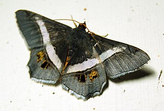 <i>Chiasmia nora</i> Species of moth