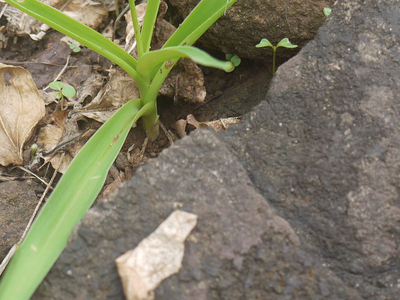 File:Chlorophytum tuberosum (4693714652).jpg