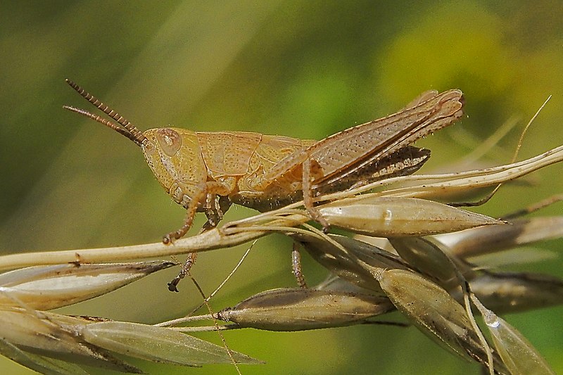 File:Chorthippus indet Larve 160703-0815 TegelFließ SOOCc.jpg