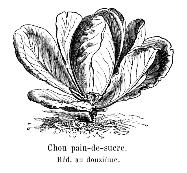 File:Chou pain-de-sucre Vilmorin-Andrieux 1904.png