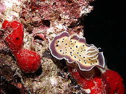 Chromodoris tritos02.JPG