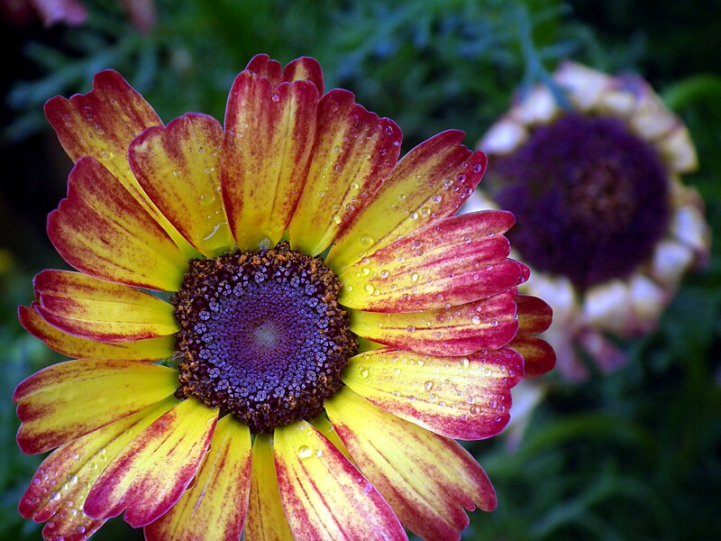 File:Chrysanthemum from Lalbagh Flower Show August 2012 4601.JPG