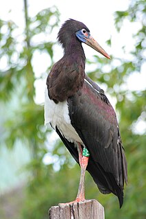 Abdims stork Species of bird