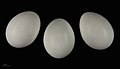 Яйця польового луня в оологічній колекції, Тулузький музей