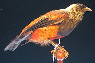 <span class="mw-page-title-main">ʻUla-ʻai-hawane</span> Extinct species of bird