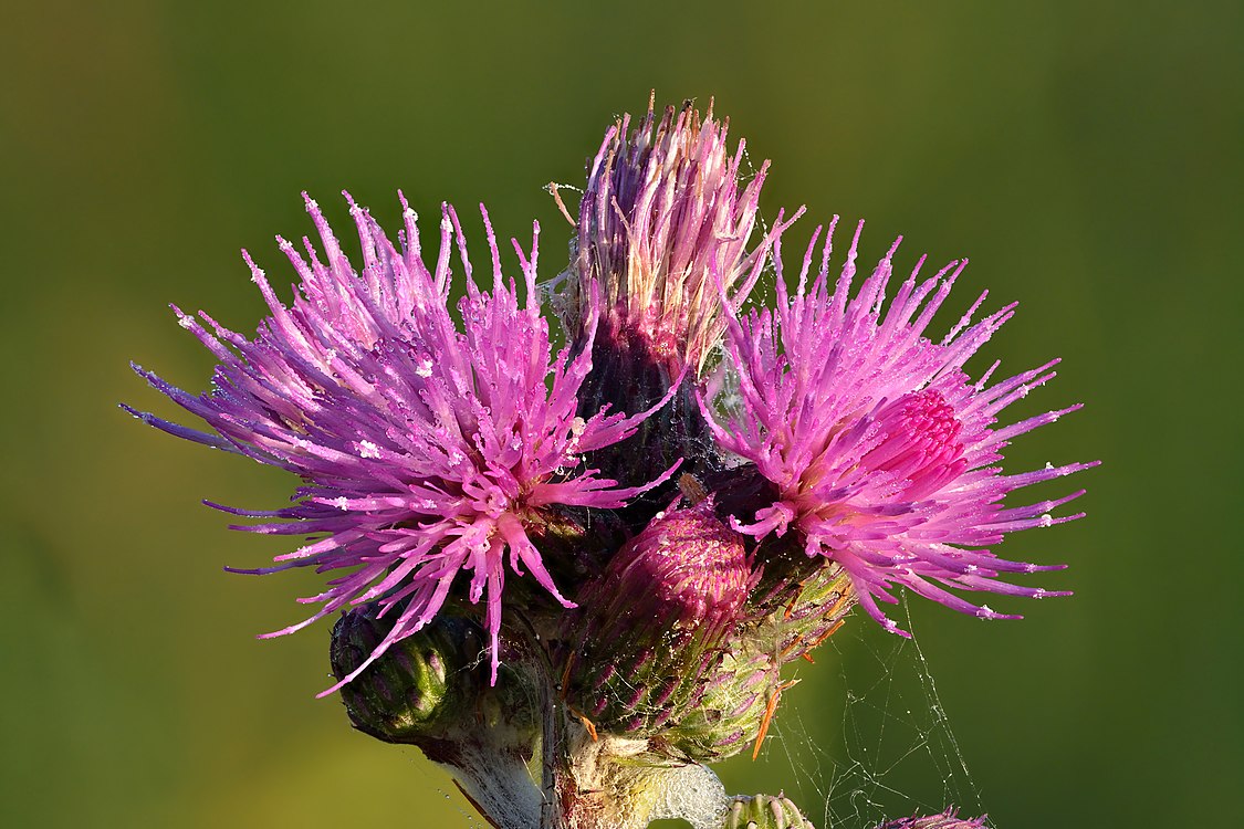 Cirsium palustre, created by Iifar and nominated by MER-C