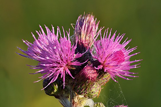 Cirsium palustre, created by Iifar and nominated by MER-C