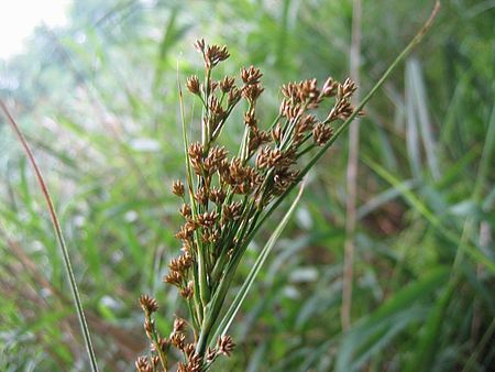 Cladium mariscus.jpeg