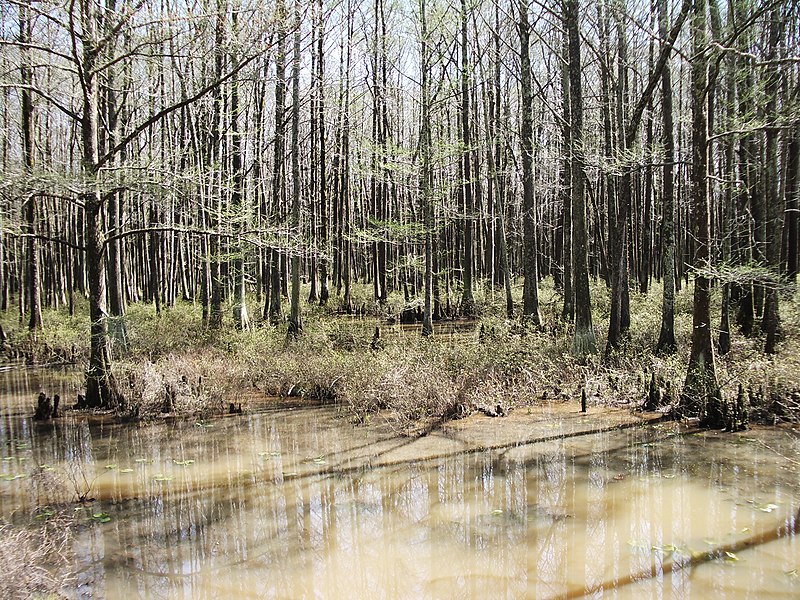 File:Clark conservation area, wolf river tn swamp 4 - panoramio.jpg