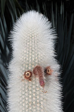 Silver torch cactus