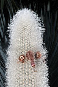 Cleistocactus strausii (Silver Torch)