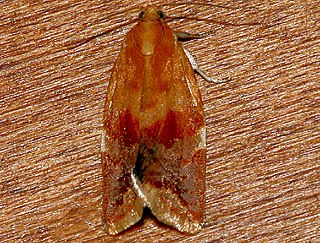 <i>Clepsis persicana</i> Species of moth