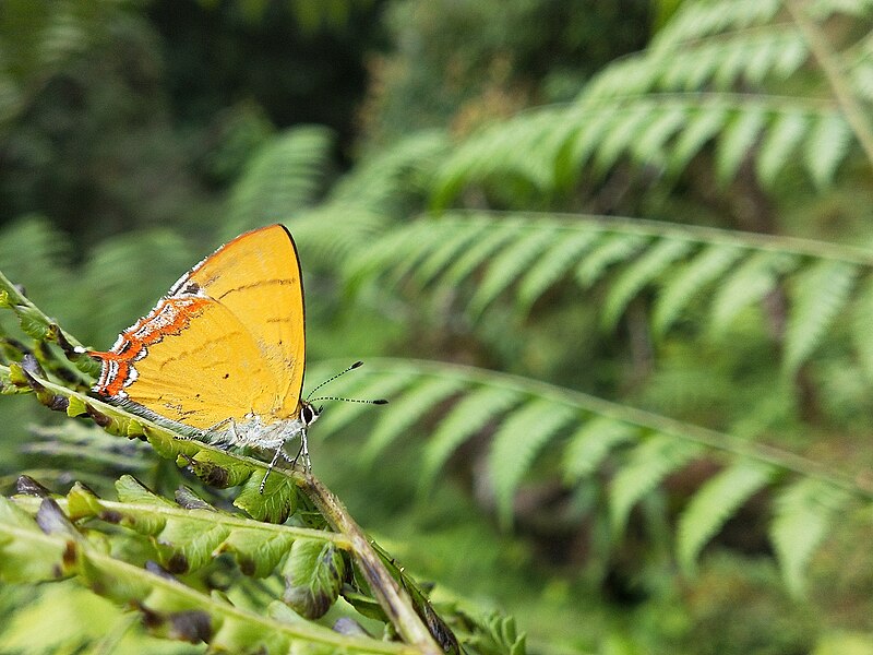 File:Close wing position of Heliophorus tamu (Kollar, -1844-) – Powdery Green Sapphire.jpg