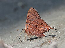 Close wing position of Spindasis elima Moore, 1877 – Scarce Shot Silverline.jpg