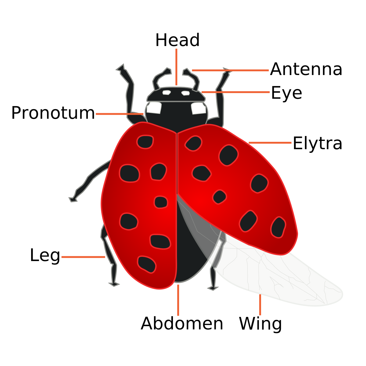 File:Coccinellidae (Ladybug) Anatomy.svg - Wikipedia