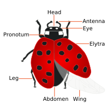 Coccinellidae (Ladybug) Anatomy.svg