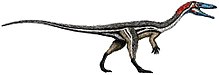 Coelophysis Coelophysis size flipped.jpg