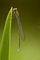 Azure Damselfly nymph