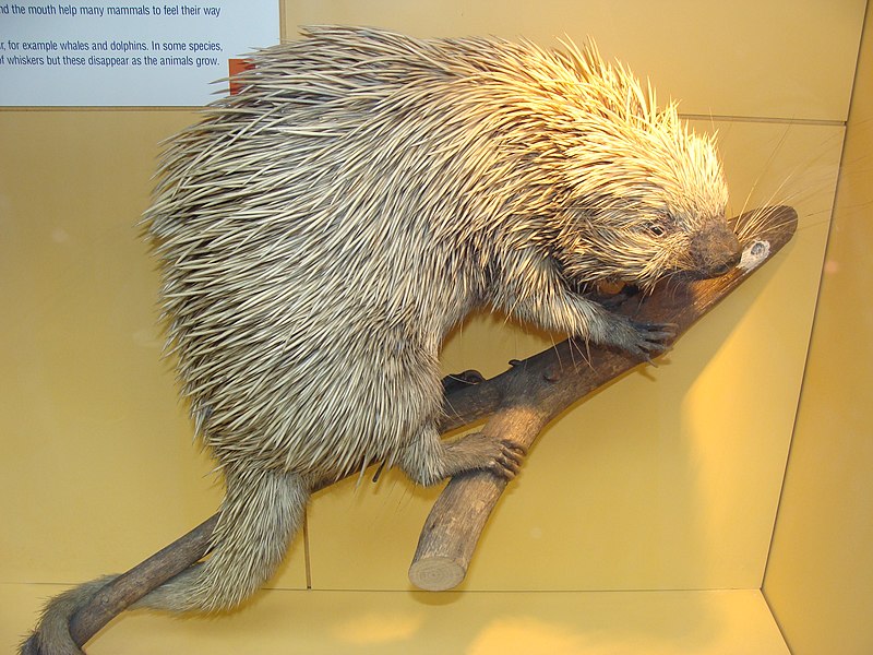 File:Coendou prehensilis.001 - Natural History Museum of London.JPG