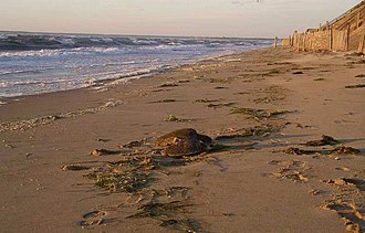 Two rescued cold-stunned turtles Cold-stunned sea turtles (6808132167).jpg