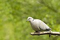 Collared Dove, Scaldwell, Northamptonshire, England (14036094172).jpg