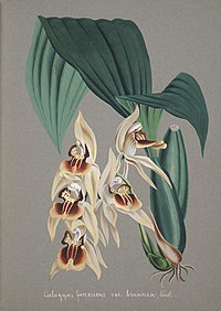 Coelogyne fuscescens var. brunnea Coelogyne brunnea