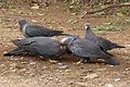 Columba arquatrix, by kleilek, m, Pretoria.jpg