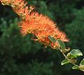 Combretum microphyllum