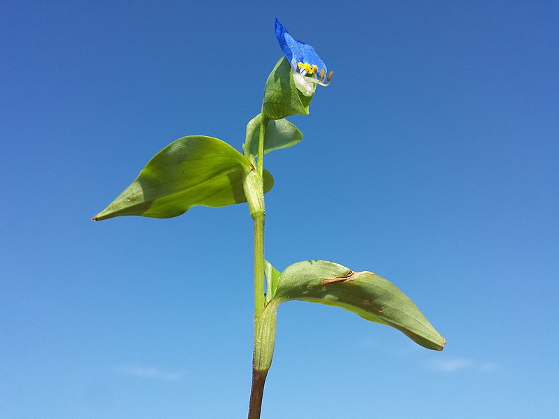 File:Commelina communis sl5.jpg